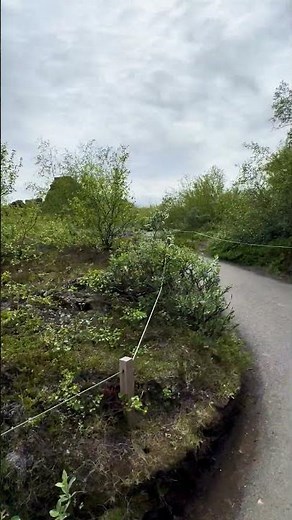 Silver birch official tree of Iceland 🇮🇸