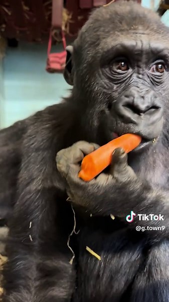 When you get the mid breakfast hiccups 🖤🦍 #fyp #gorilla #zookeeperlife #eating #asmr