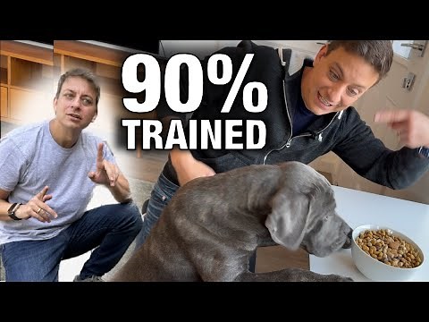 How To Get Your Dog 90% Trained with This ONE EASY Skill