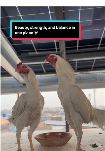 Pure Aseel Murga: Strength and Beauty in Aviary