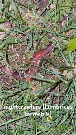 How do worms reproduce‽