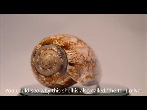 TOP 10 most beautiful shells of the world! - HD 1080p video