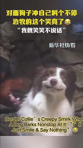 Border Collie’s Creepy Smirk When A Dog Barks Nonstop At It: “I’ll Just Smile & Say Nothing” 😂