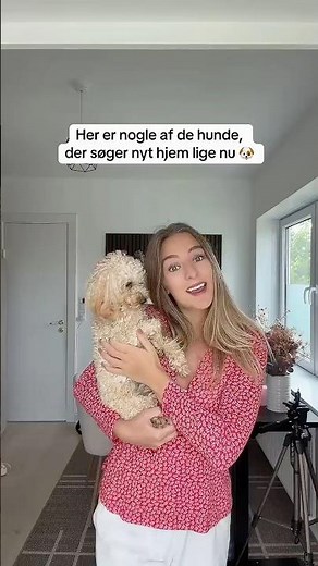Se nogle af de hunde der søger nyt hjem lige nu🐶Hvilken passer bedst til dig?👇#dyreportal #nythjem