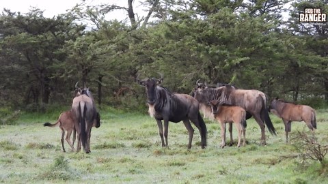 Energetic Wildebeest Calves Explore the Plains