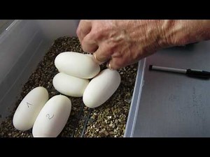 Pythons regius Ponte N°5 Banana Fire X Banana