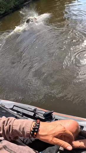 Uncle Larry Outdoors on Instagram: "Snook T.K.O round two…you hear the power in that tail slap? #neverendthesend #fishing #snook #snookfishing #glidebait #glidebaitfishing #halorods #florida #floridafishing #kayakfishing #outdoors #nature #doyou"