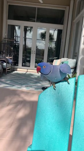 #merlin_the_magnificant #pets #fy #birdsoftiktok #birds #fyp #fypシ #cute #indianringneck #petsoftiktok #talkingbird #talkingbird #violet #bird #indianringneckparakeet #love