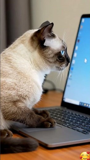 #cat play with computer 💻