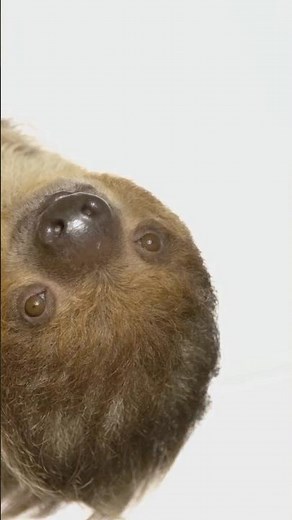 “Sloths’ Swim Speed Revealed! 🦥 | #Shorts #AnimalFacts”