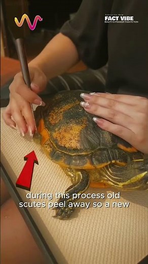 Don’t Peel Your Turtle’s Shell! ⚠️ #funfacts #vet #medicine #funfacts #lifehacks #educational #hacks