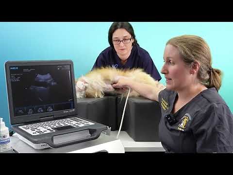 How to perform a basic ultrasound scan of the canine liver