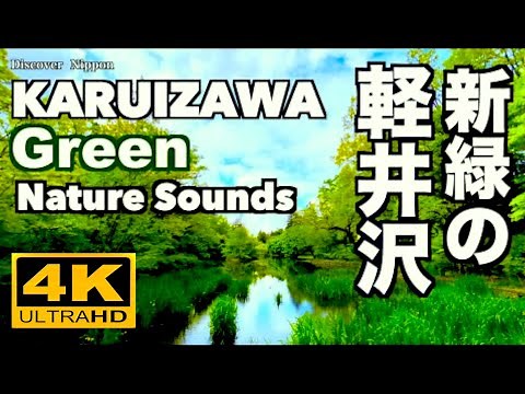 4K 新緑の軽井沢の森 せせらぎ 観光 旅行 癒やし Forest in Karuizawa Fresh green leaves 雲場池 Kumoba 千ヶ滝 森 Nature Sounds 野鳥