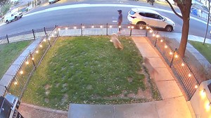 4.9M views · 34K reactions | Wow. Neighbor pepper-sprays dog. ￼A Phoenix man is upset after he said a woman pepper-sprayed his dog while she was walking by Thursday night and it was caught on camera. The dog owner said the scared dog ran inside and ￼unknowingly spread the pepper spray to family members, including a baby. | Ian Schwartz | Facebook