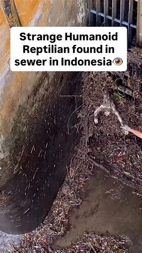 Conspiracy 👁️ on Instagram: "Indonesian officials are investigating a creepy discovery - a mysterious, reptilian creature was found lurking in a sewer system. Eyewitnesses describe it as a humanoid figure with alien-like features, sparking fears of an unknown species or something straight out of a horror movie 😱. The creature’s origins are still unclear, leaving many wondering: is this a hidden species or a real-life horror story? Conspiracy theories are already swirling around reptilian human
