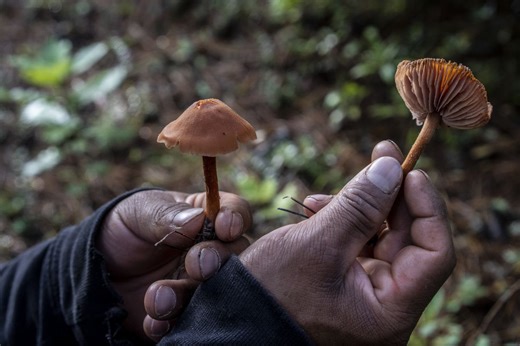En busca del tesoro del bosque mexicano: así es la guarida de los hongos silvestres