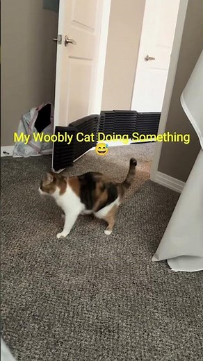 Clever Cat doing some thing other cats