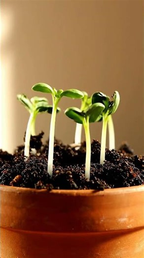 Growing Basil From Seed Time Lapse – 40 Days