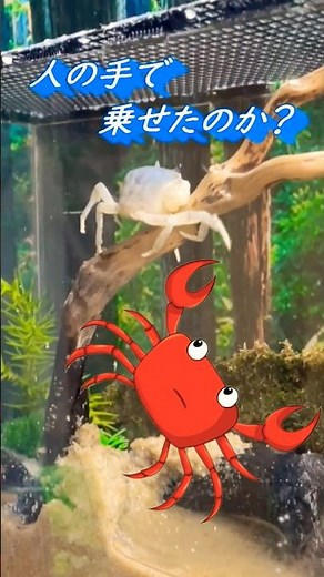 【サワガニ飼育】レイアウトで楽しむサワガニの立体活動（青いサワガニ） #サワガニ#カニ#飼育#水槽 #アクアリウム