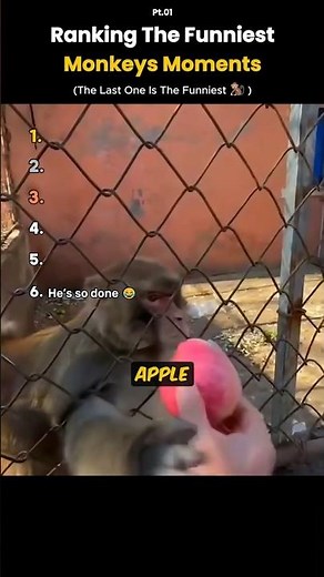 Ranking the Funniest Monkey Moments 🐒😂