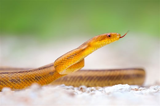 This National Park May Have the Most Snakes in the U.S., According to Experts