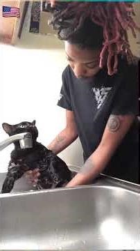 #funnydogs #funny #funnyanimals #cutecat #cutcats