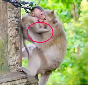 Heartbreaking Video Mom Bitten Her Spoiled Baby Monkey Cry Very Very Loudly To Discipline | Monkey Daily TV
