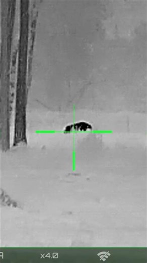 Hogzilla gets a pass #shorts