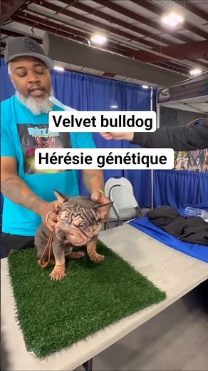 Velvet French Bulldog: “breed” marketing… at the expense of health