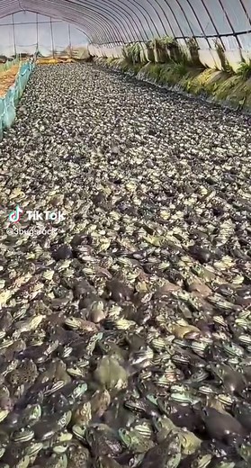 Bullfrog farming. Intensive fear. 牛蛙养殖。 #bullfrog #farming #intensivefear