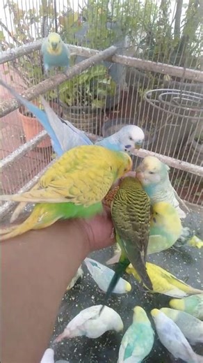 These Parakeets Are Comedy Gold #Budgies #Parrots #FunnyBudgies #CuteBirds #Parakeets #TalkingBudgie