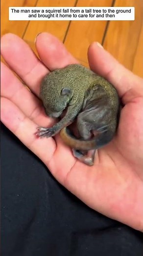 The man saw a squirrel fall from a tall tree to the ground and then #animalshorts