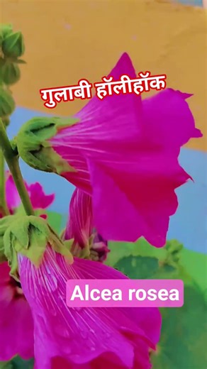 Alcea rosea#flowergarden #flowers #nature #shortvideo #garden