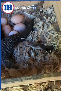 This woman is doing an eggceptional job removing a snake from her chicken coop! 🥚🐍🐔 | Daily Mail Video