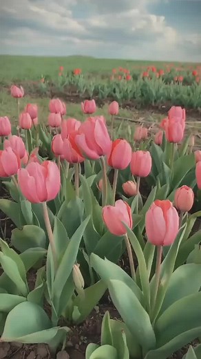 Mengenal Bunga Tulip: Asal dan Spesiesnya