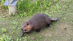This video shows three young beavers interacting along the riverbank. They are having a little spats, and marking their territory. Each of them is trying to assert some sort of dominance in their own way. It sure is interesting to watch them interact. #wildlifephotography #beaver #beavers | Mike’s photos and videos of beavers