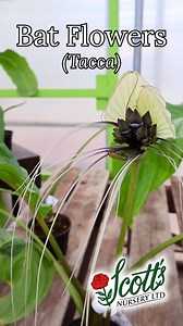 With wings like velvet and whiskers that stretch for days, the Bat Flower is nature’s gothic masterpiece. 🦇 This rare beauty thrives in bright, indirect light and humid air — a touch of the tropics right at home. We only have a handful in our greenhouse… Which ones will be black and which ones are white, a surprise with every bloom; one has already revealed its ghostly white bloom. 👻🌸 #BatFlowers #HalloweenVibes #GothicPlants #ScottsNursery #Houseplants #tropicalplants | Scott's Nursery