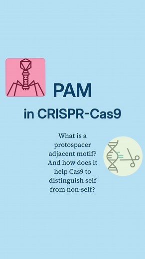 Andrew Douch on Instagram: "A simple explanation of how, in a CRISPR system, the PAM (protospacer-adjacent motif) is essential to Cas9's ability to distinguish viral DNA (non-self) from bacterial DNA (self). #biology #vce #douchy #crispr #crisprcas9"