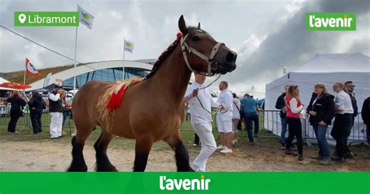 Foire de Libramont, André nous partage sa passion des chevaux de trait