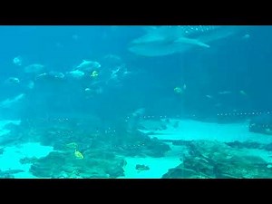 Watch Whale Sharks LIVE | Georgia Aquarium Cam | Ocean Voyager