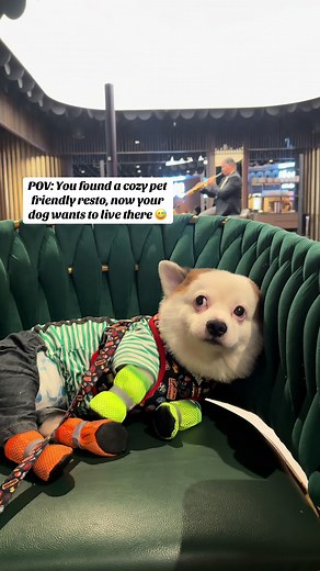 Dog Wants to Live at Pet-Friendly Restaurant