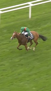 Calandagan, the world’s highest rated horse, headlines Sunday’s Japan Cup (G1). #horse #horseracing #horsesofinstagram #thoroughbred #racehorse #instahorse | IFHA's Longines World's Best Racehorse Rankings