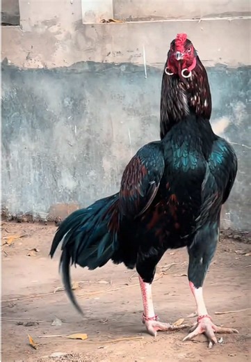 Say MASHAALLAH: Celebrating Aseel Lovers