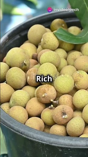 The top 10 benefits of Longan fruit You need to know!