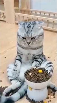 Beloved kitty, a little bit of calm