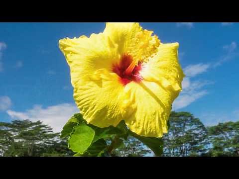 Beautiful peaceful relaxing mediation music "Autumn Sunset" Tim Janis