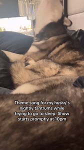 Why huskies are dramatic: everyday husky moments