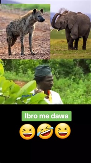 Hausa Comedy Highlights on Elyaks TV