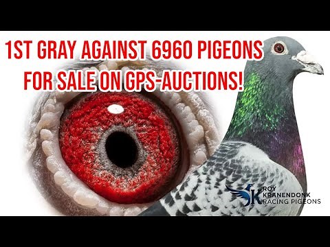 1st Gray Against 6960 Pigeons FOR SALE on GPS AUCTIONS!