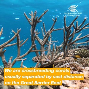 30K views · 184 reactions | We're exploring many different ways to give corals a helping hand to survive future warming on the Great Barrier Reef. Learn more about these next generation corals: https://bit.ly/2ZY52jU Great Barrier Reef Foundation Australian Department of the Environment and Energy Great Barrier Reef Legacy #lovethereef #reeftrust | Australian Institute of Marine Science | Facebook